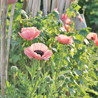 Orientalischer Mohn Princess Victoria Louise - Papaver orientale Princess Victoria Louise - Bakker