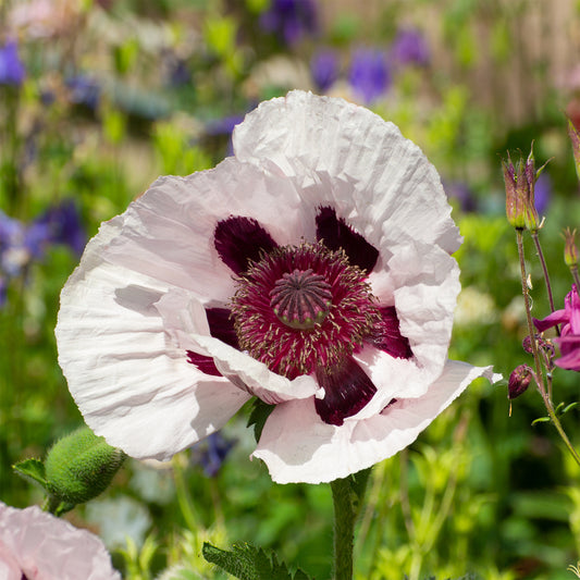 Orientalischer Mohn Royal Wedding - Bakker