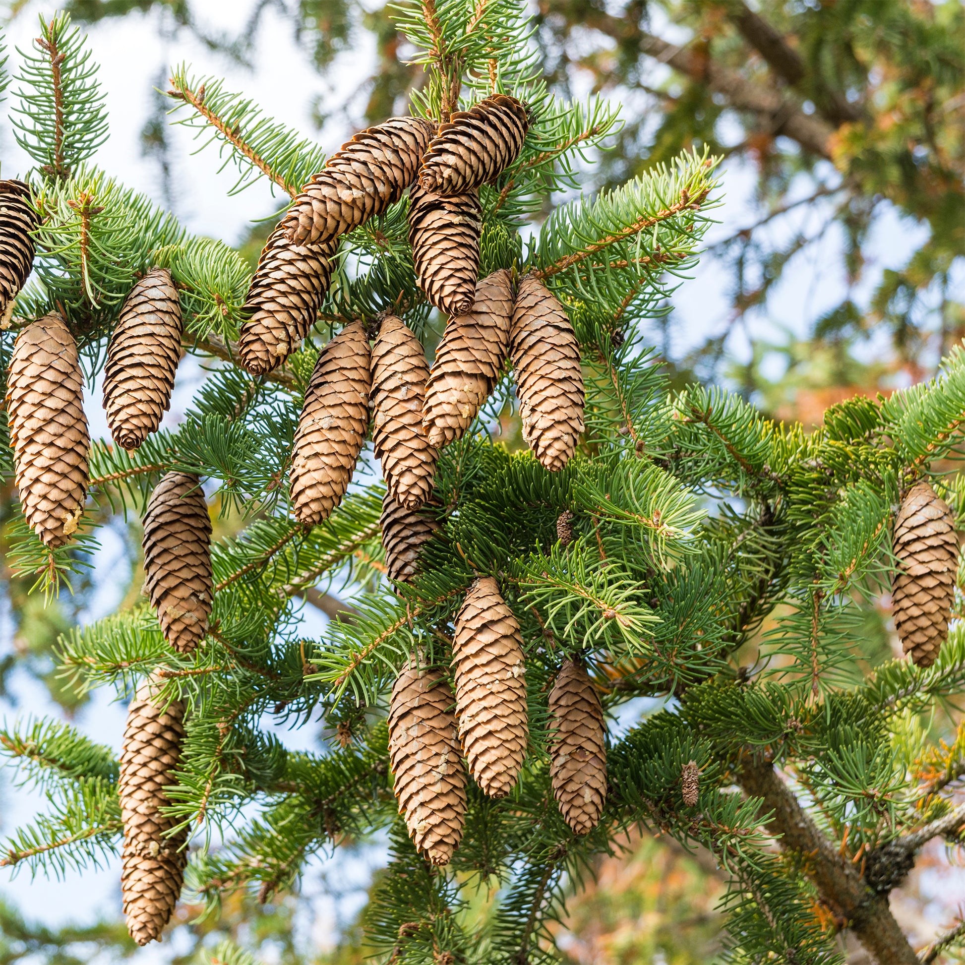 Gewöhnliche Fichte - Picea abies