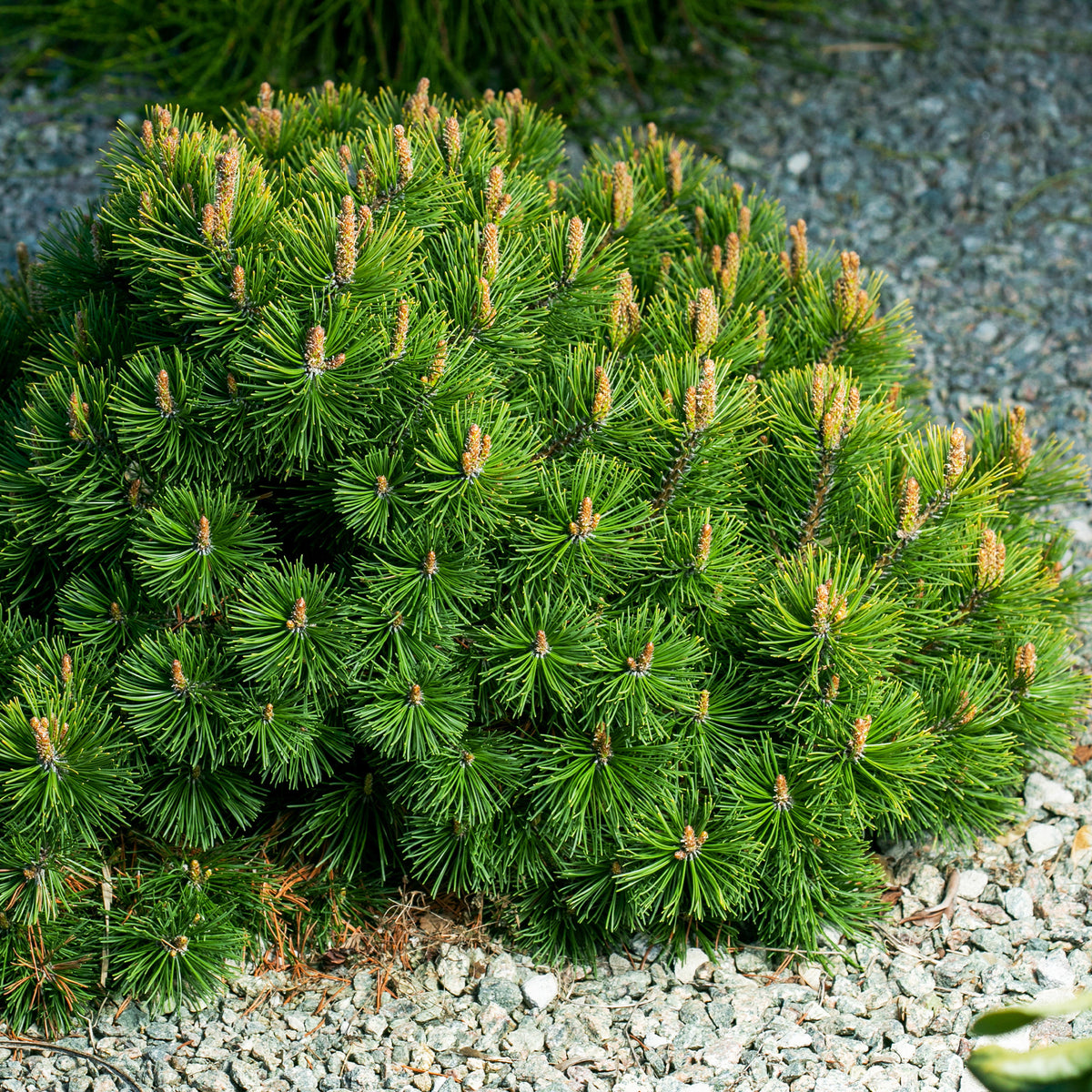 Pinus mugo - Bergkiefer - Kiefer