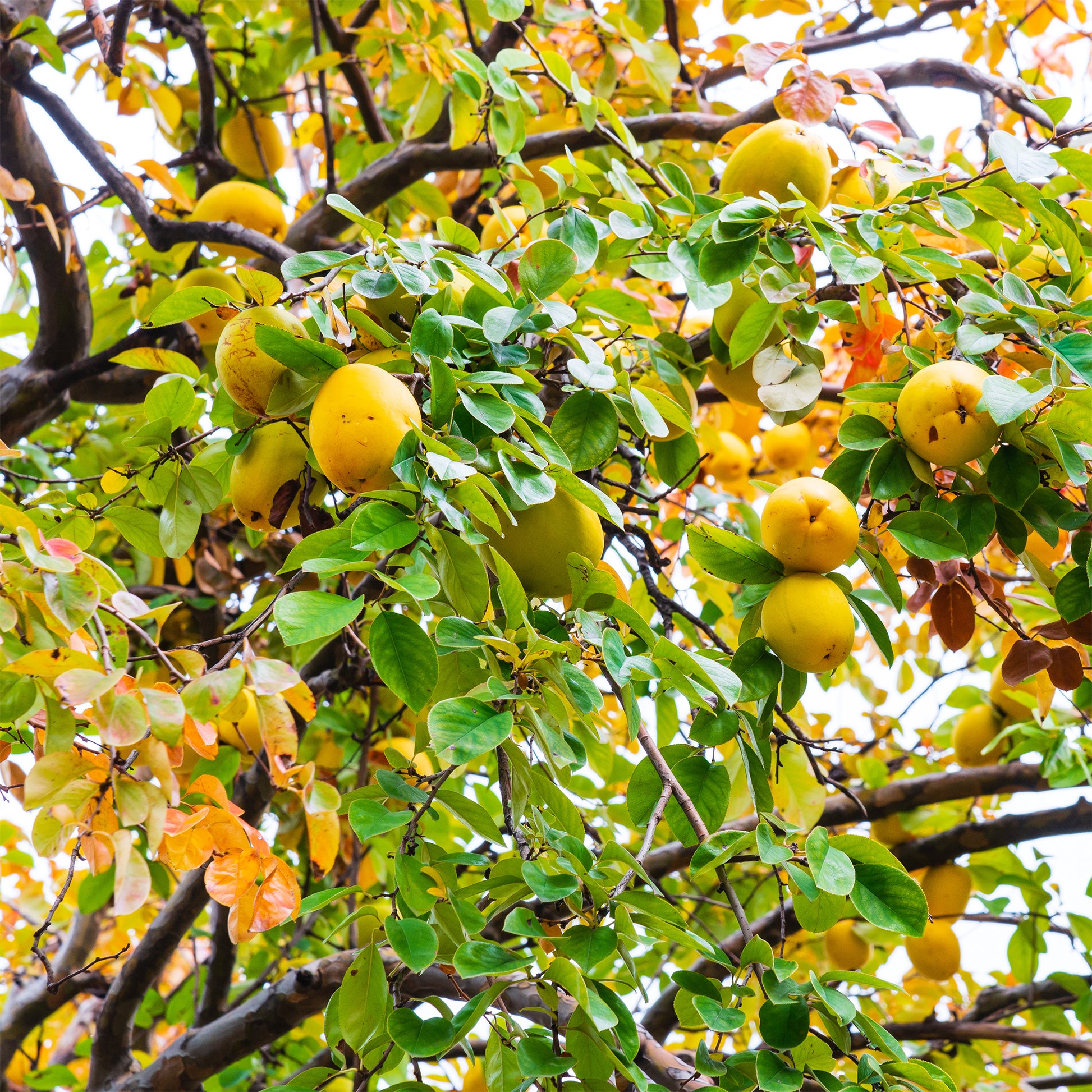 Chinesischer Quittenbaum - Pseudocydonia sinensis - Bakker