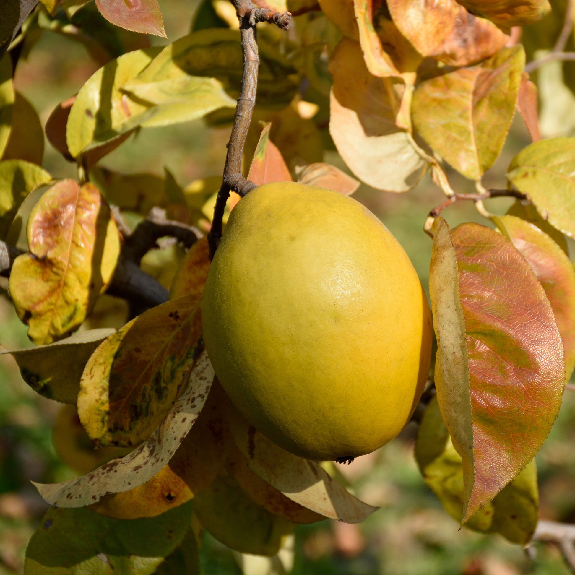 Pseudocydonia sinensis - Chinesischer Quittenbaum - Bäume