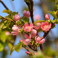 Verkauf Chinesischer Quittenbaum - Pseudocydonia sinensis