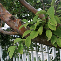 Verkauf Chinesischer Quittenbaum