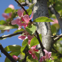 Bäume - Chinesischer Quittenbaum - Pseudocydonia sinensis
