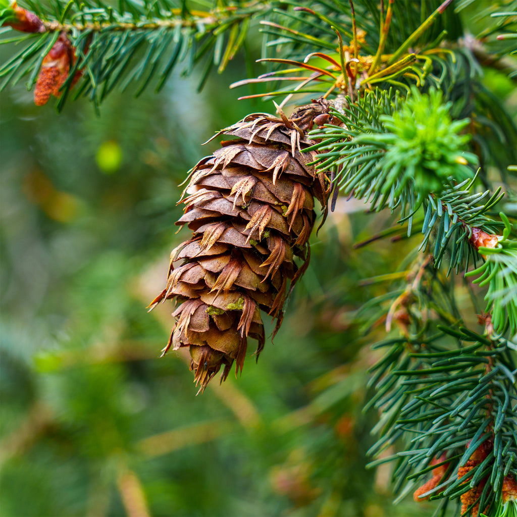 douglasien saatgut kaufen Douglasie - Pseudotsuga menziesii