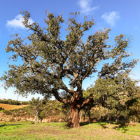 Quercus suber - Korkeiche - Bäume