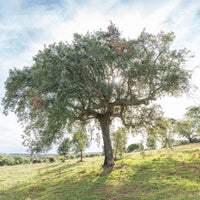 Bäume - Korkeiche - Quercus suber