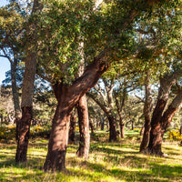 Korkeiche - Eiche - Bakker