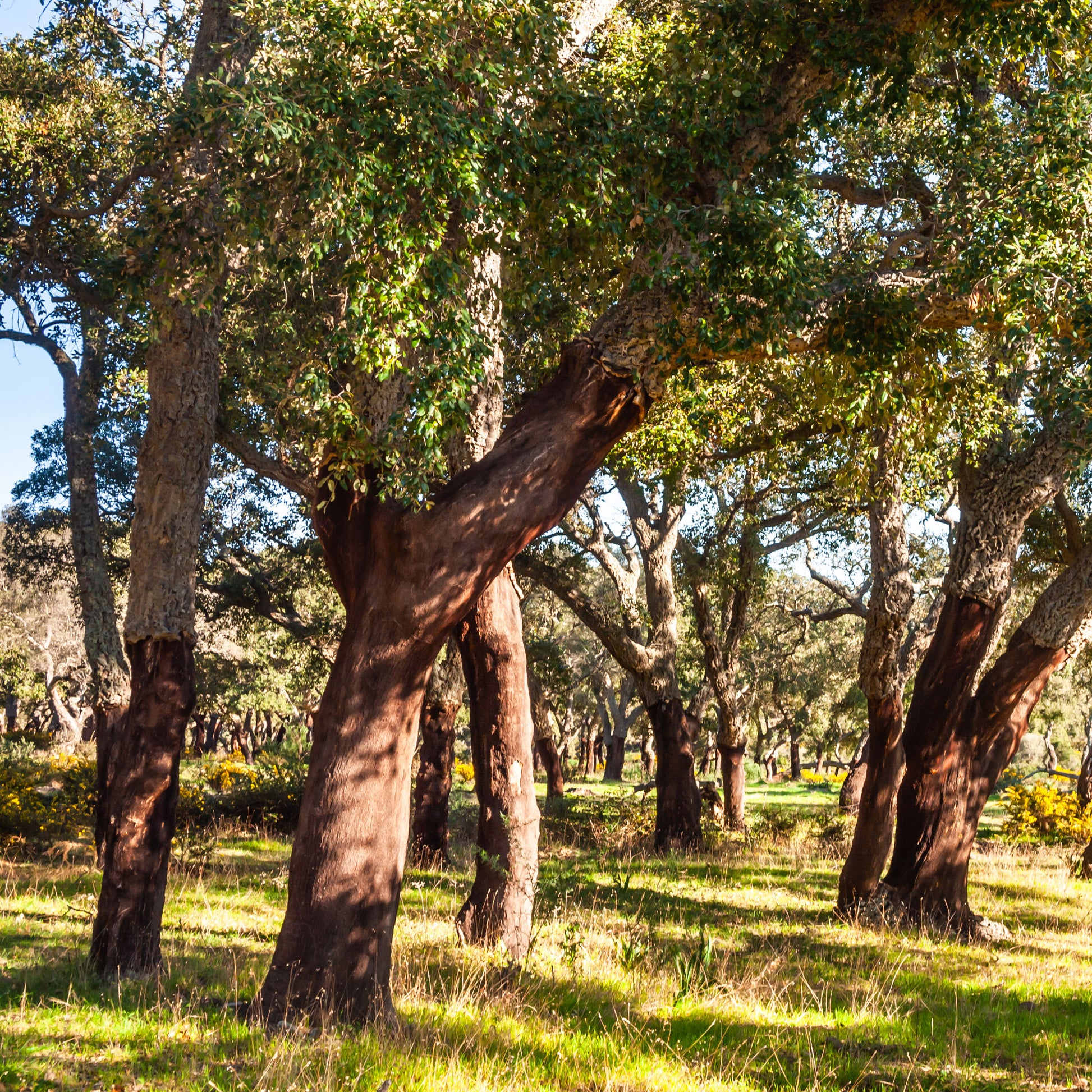 Korkeiche - Eiche - Bakker
