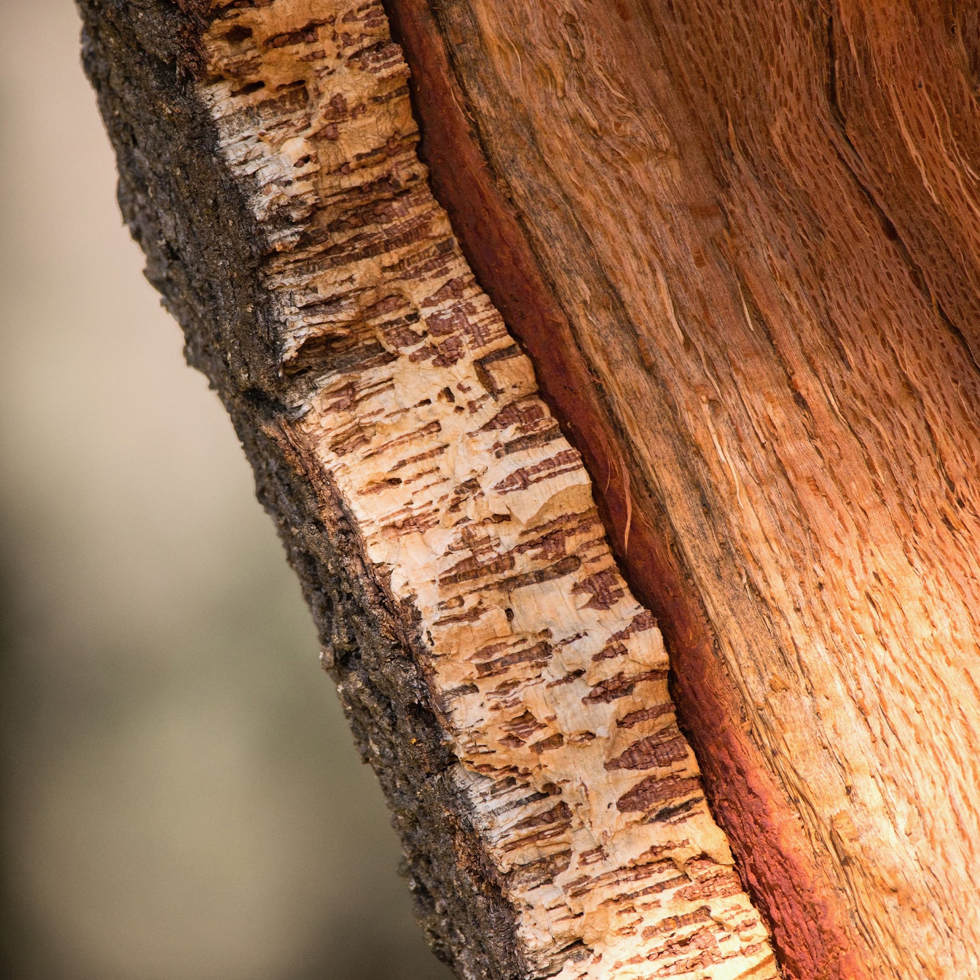 Verkauf Korkeiche - Eiche