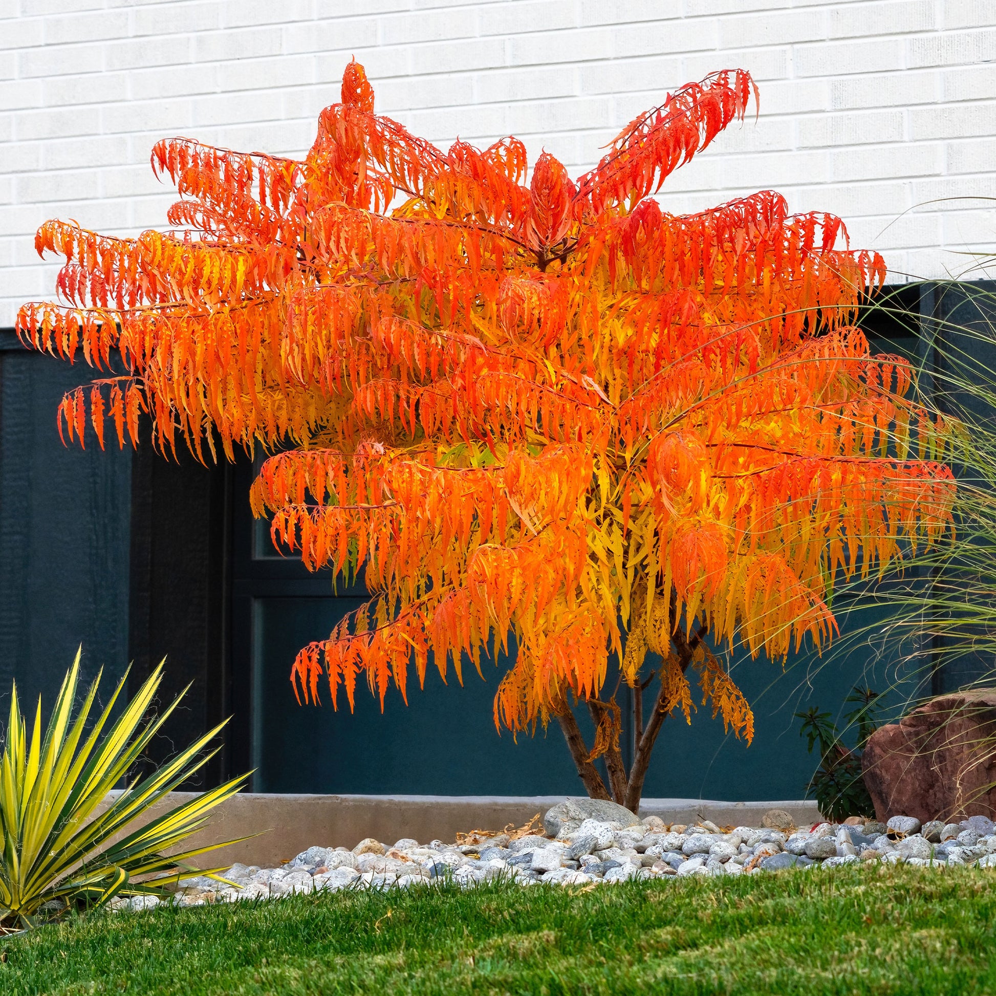 Rhus typhina Tiger Eyes - Essigbaum Tiger Eyes - Ziersträucher
