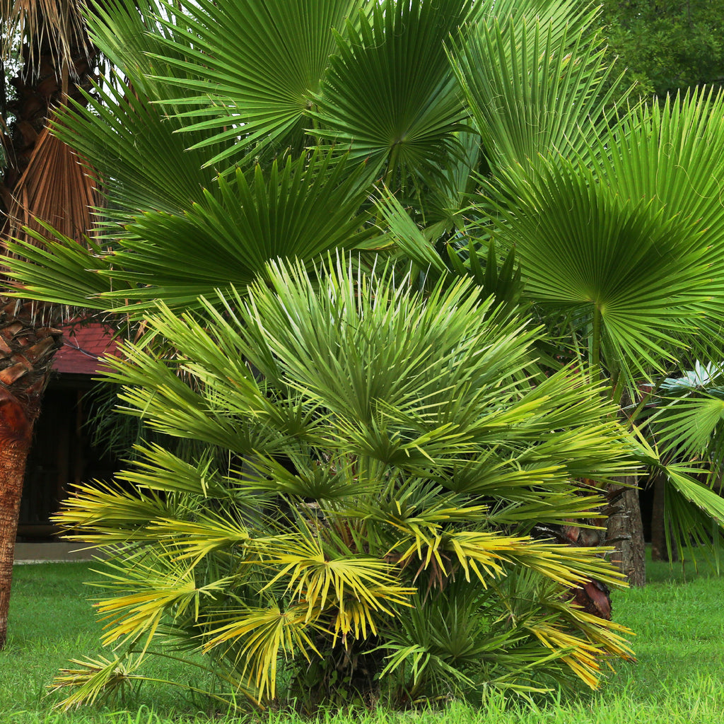 Zwerg-Sabal Palme winterhart