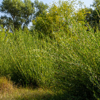 Purpur-Weide - Salix purpurea - Bakker