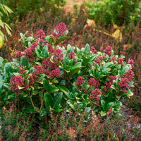 Japanische Skimmia Rubella - Skimmia - Skimmie - Bakker
