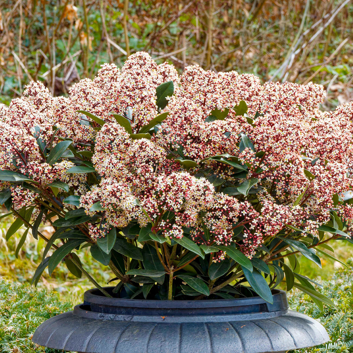 Verkauf Japanische Skimmia Rubella