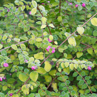 Schneebeere Hancock - Symphoricarpos chenaultii Hancock - Bakker