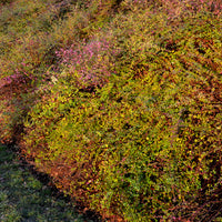 Symphoricarpos chenaultii Hancock - Schneebeere Hancock - Symphoricarpos - Schneebeere