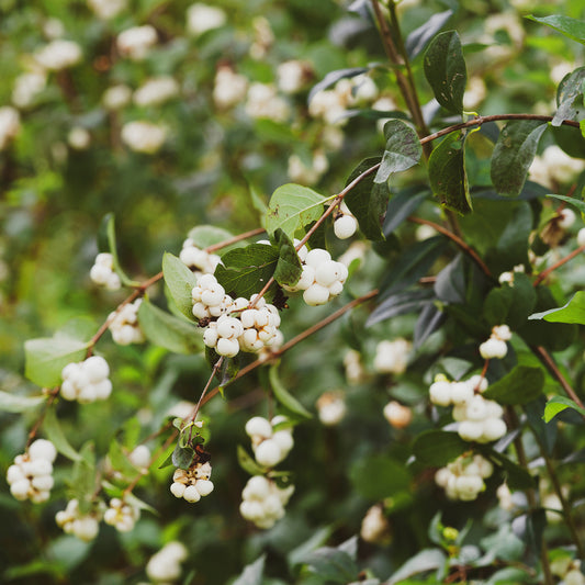 Schneebeere White Hedge - Bakker