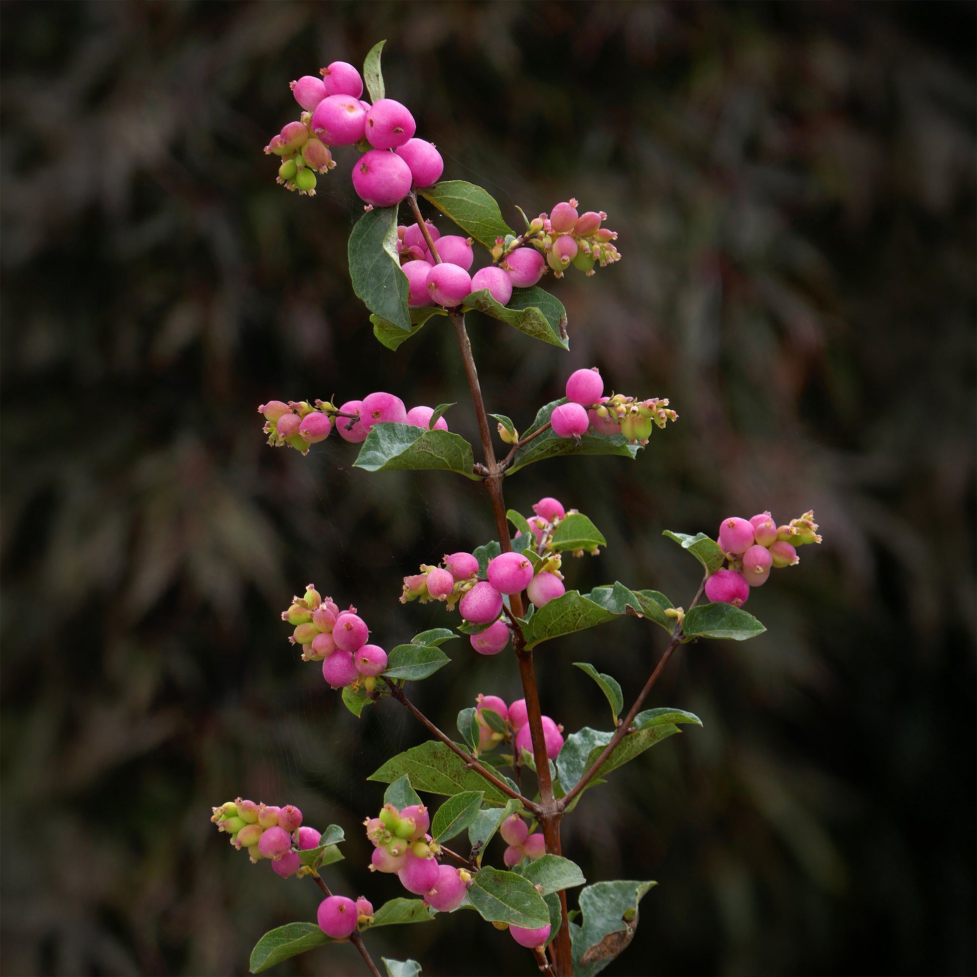 Symphoricarpos Sofie - Schneebeere Sofie - Heckensträucher