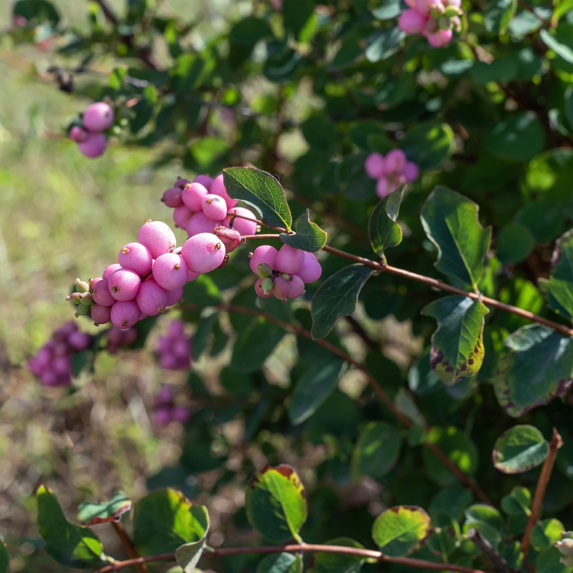 Schneebeere Sofie - Symphoricarpos Sofie - Bakker