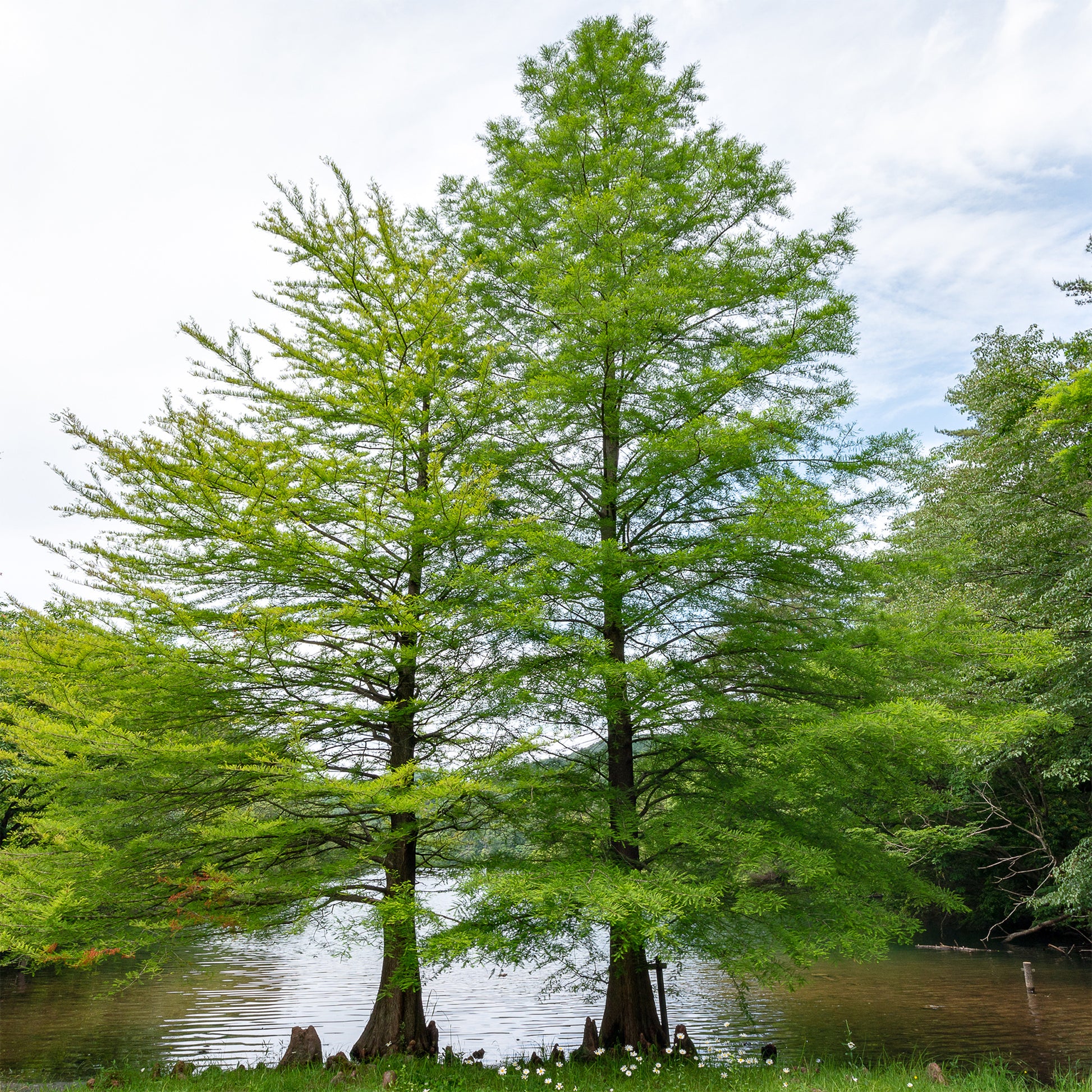 Taxodium distichum - Sumpfzypresse - Nadelbäume