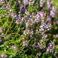 Thymus serphyllum, Sedum acre , Sedum spurium - 3 bodendeckende Stauden - Stauden