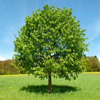 Verkauf Großblättrige Linde - Tilia platyphyllos