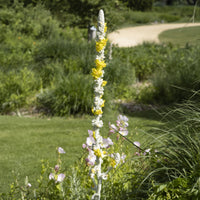 Königskerze - Verbascum bombyciferum - Bakker