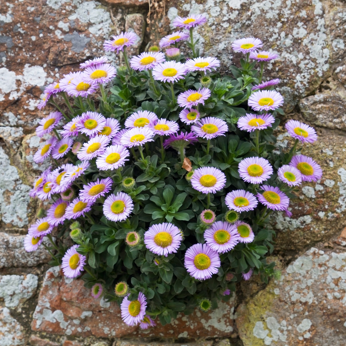 Erigeron glaucus - Strand-Berufkraut - Erigeron