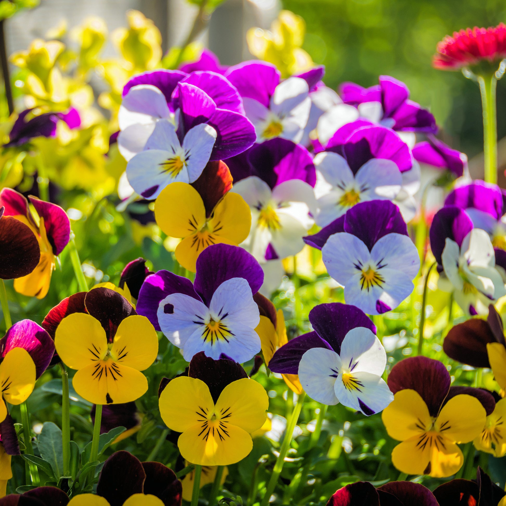 Gehörntes Veilchen - Viola cornuta - Bakker