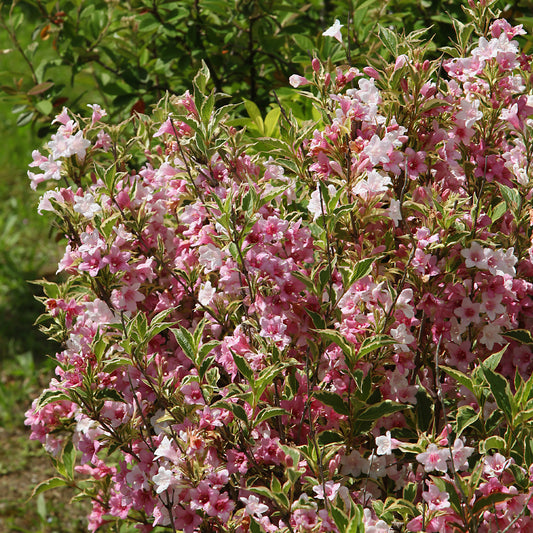 Weigelie florida Variegata - Bakker