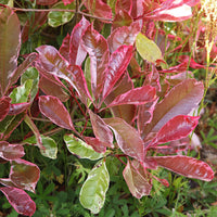 Verkauf Glanzmispel fraseri Louise - Photinia x fraseri Louise