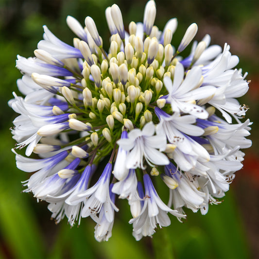 Großblütiger Agapanthus Queen Mum - Bakker