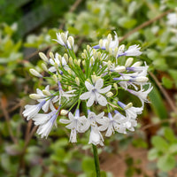 Großblütiger Agapanthus Queen Mum - Agapanthus Queen Mum - Bakker