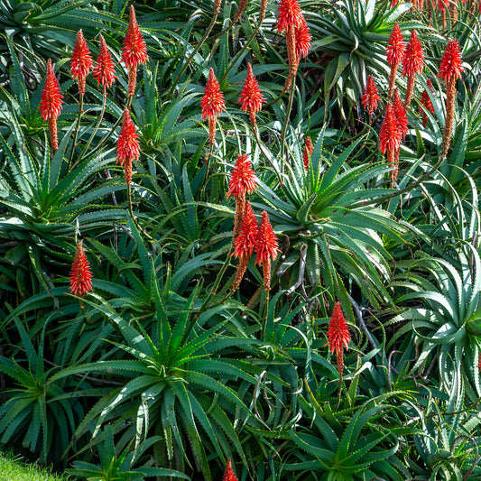 Baumförmige Aloe Vera - Bakker