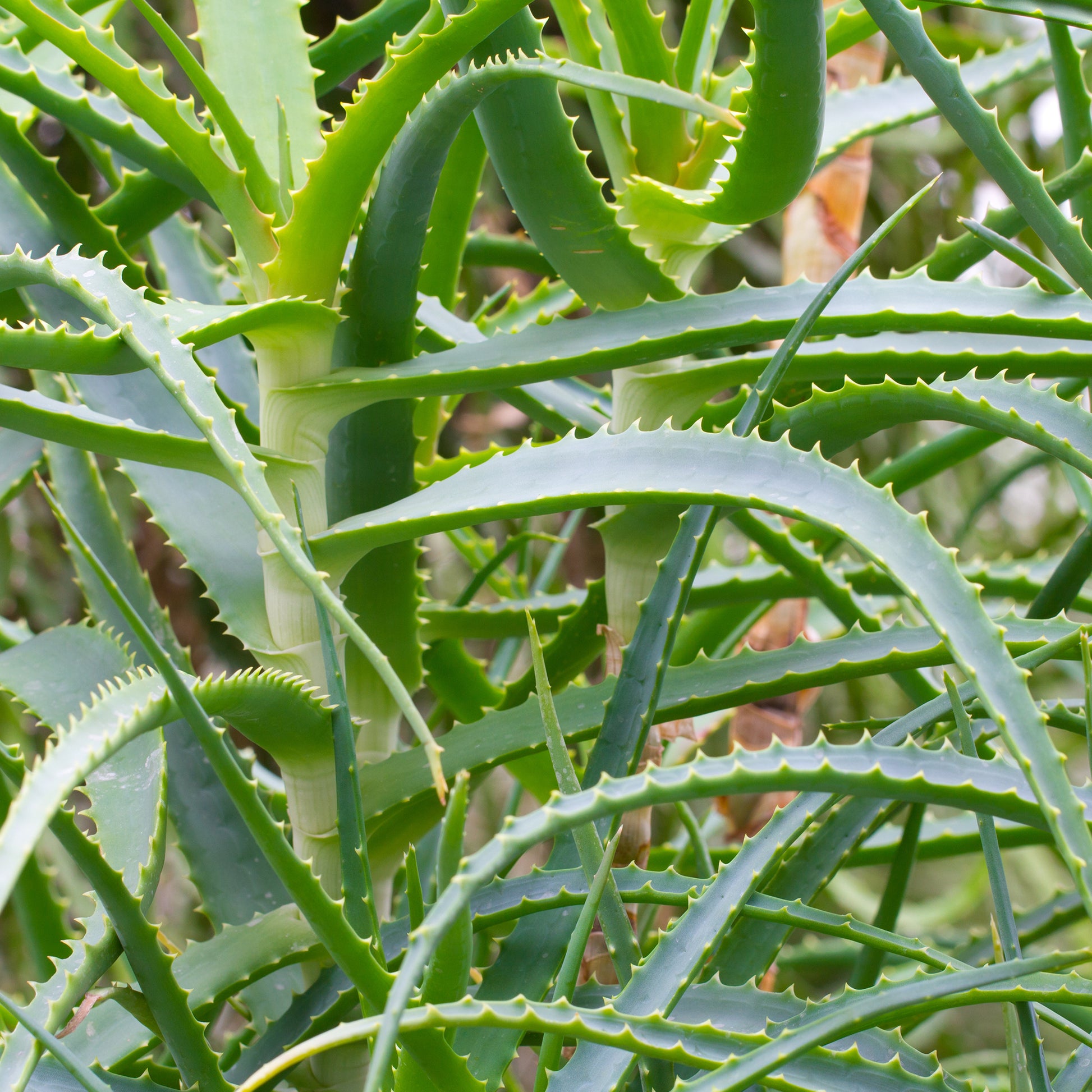 Stauden - Baumförmige Aloe Vera - Aloe arborescens