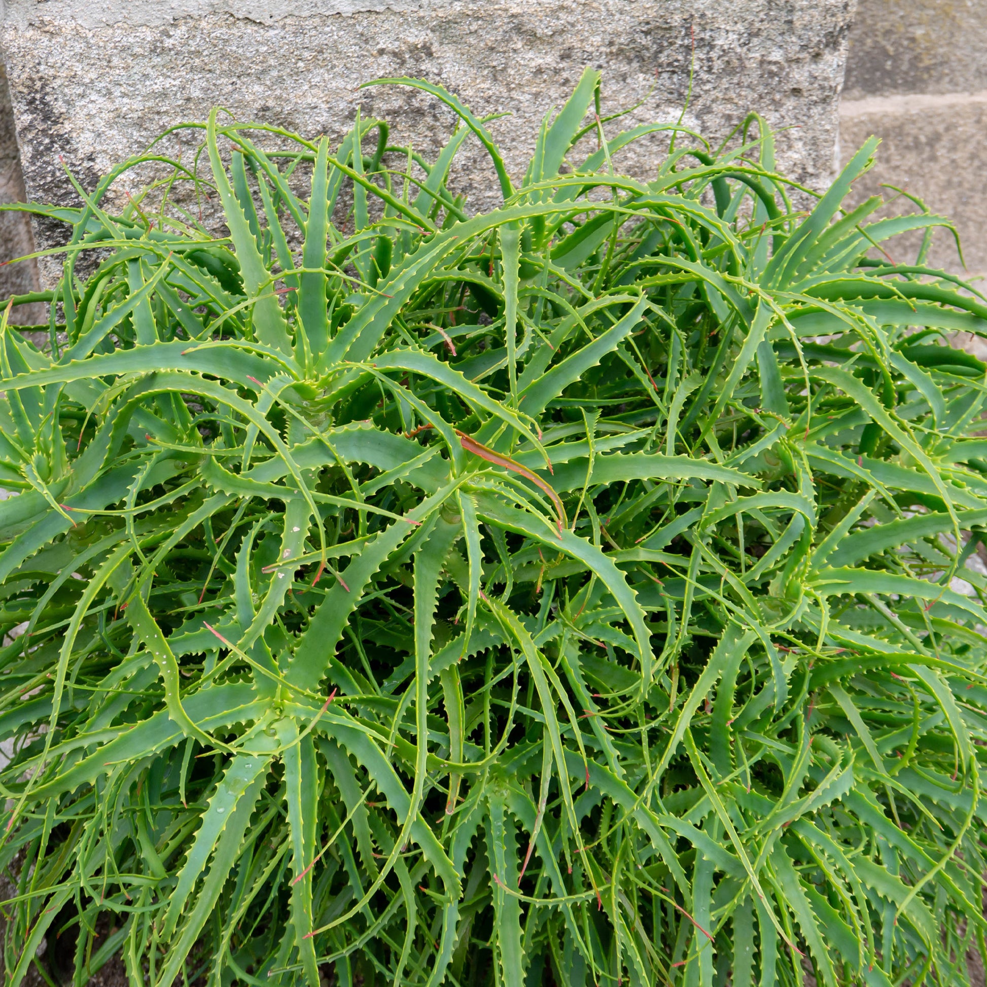 Baumförmige Aloe Vera - Aloe arborescens - Bakker