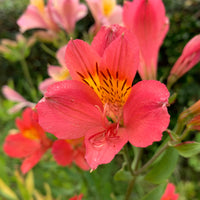 Alstroemeria Little Miss Zoé ® - Alstromeria Little Miss Zoe ® - Inkalilie - Alstroemeria