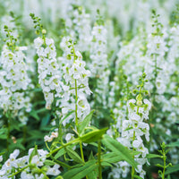 Weiße Angelonia - Angelonia white - Bakker