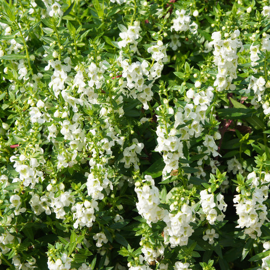 Weiße Angelonia - Bakker