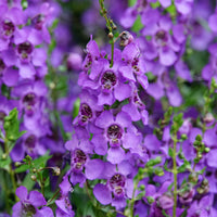 Angelonia blue - Blaue Angelonia - Blühende Pflanzen