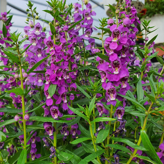 Blaue Angelonia - Bakker