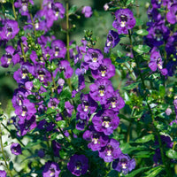 Blaue Angelonia - Angelonia blue - Bakker