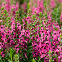 Angelonia rosa - Angelonia pink - Bakker