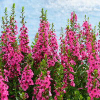Angelonia rosa - Bakker