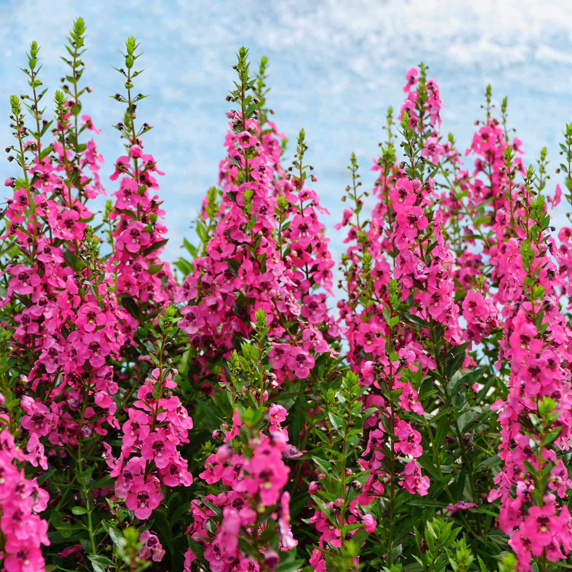 Angelonia rosa - Bakker