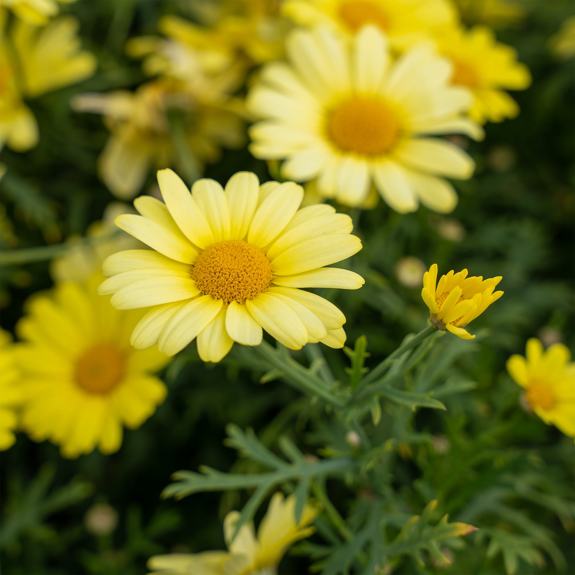 Anthemis Grandaisy ® Gold - Argyranthemum Grandaisy ® Gold - Bakker