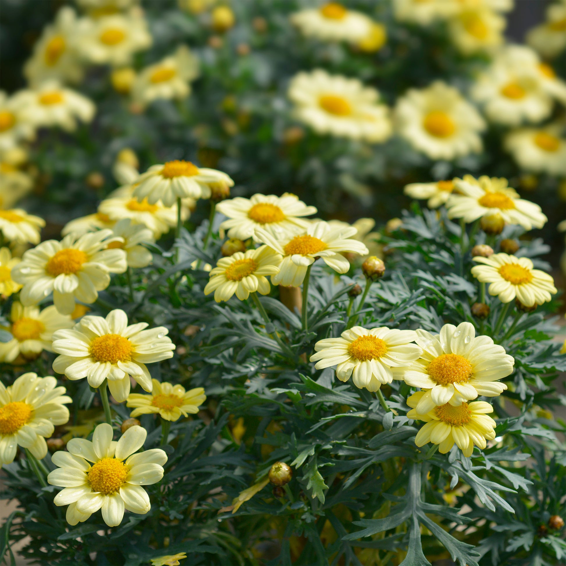 Anthemis Grandaisy ® Gold - Bakker