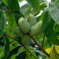 Verkauf Indianerbanane (Pawpaw)
